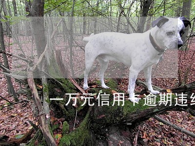 一万元信用卡逾期违约金怎样收取 一万元信用卡逾期违约金怎样收取
