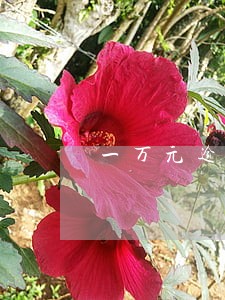一万元逾期3年 一万元逾期3年