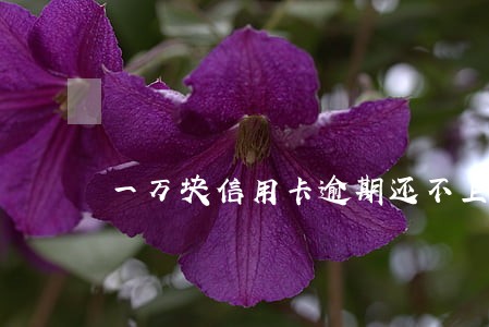 一万块信用卡逾期还不上 一万块信用卡逾期还不上