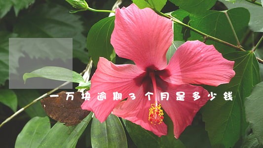 一万块逾期3个月是多少钱