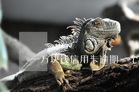 一万块钱信用卡逾期一个月