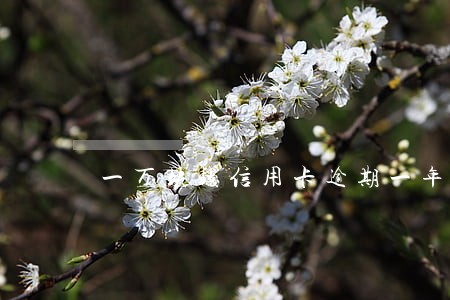 一万块钱信用卡逾期一年多少钱