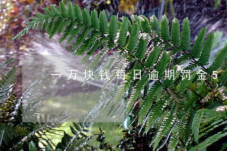 一万块钱每日逾期罚金50合法吗 一万块钱每日逾期罚金50合法吗