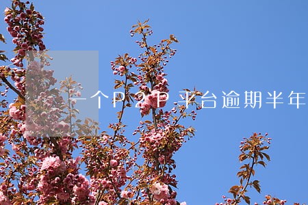 一个P2P平台逾期半年仍出标 一个P2P平台逾期半年仍出标