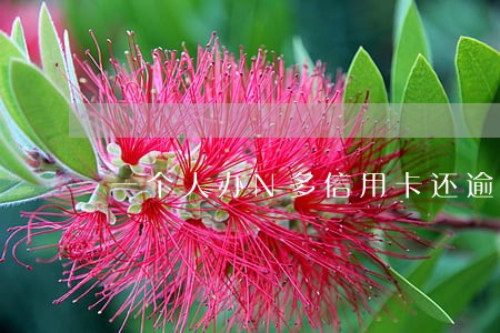 一个人办N多信用卡还逾期