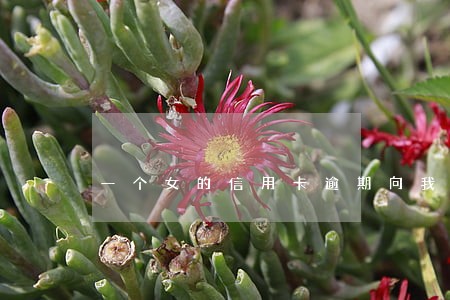 一个女的信用卡逾期向我借钱