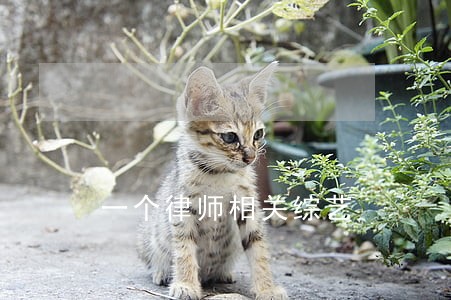 一个律师相关综艺 一个律师相关综艺