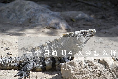 一个月逾期4次会怎么样
