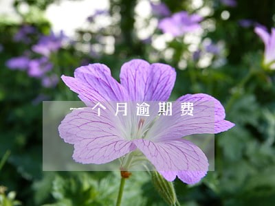 一个月逾期费 一个月逾期费