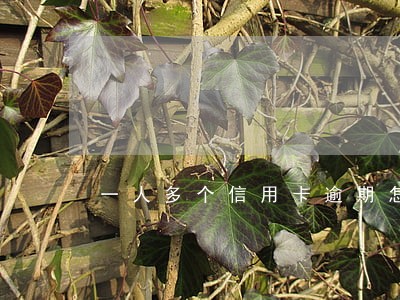 一人多个信用卡逾期怎么处理征信 一人多个信用卡逾期怎么处理征信