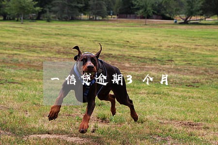 一信贷逾期3个月 一信贷逾期3个月