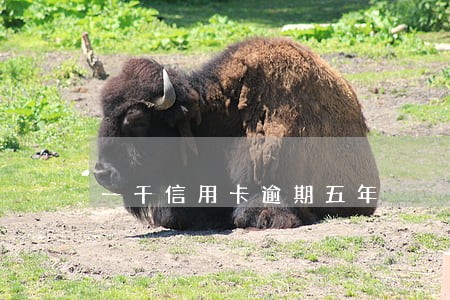一千信用卡逾期五年 一千信用卡逾期五年