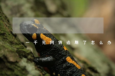 一千元网贷逾期了怎么办 一千元网贷逾期了怎么办