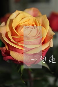 一句违法声明 一句违法声明