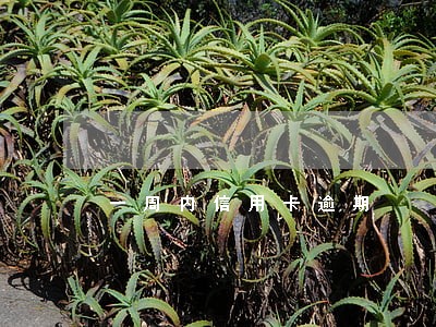 一周内信用卡逾期