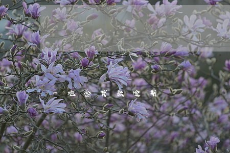 一地金贷款逾期 一地金贷款逾期