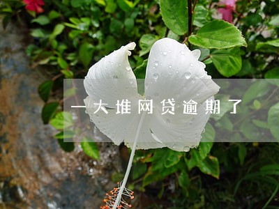 一大堆网贷逾期了 一大堆网贷逾期了