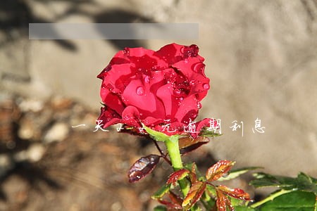 一天22元逾期利息 一天22元逾期利息