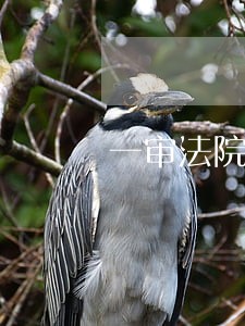 一审法院主动再审 一审法院主动再审