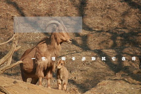 一家信用卡逾期其它会停卡吗 一家信用卡逾期其它会停卡吗