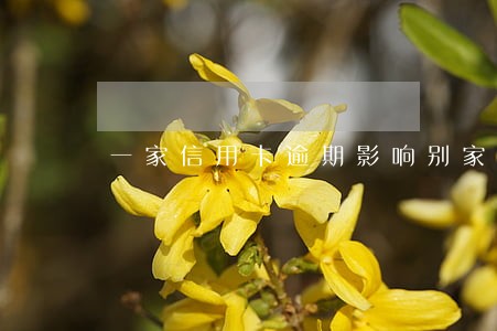 一家信用卡逾期影响别家信用卡吗 一家信用卡逾期影响别家信用卡吗