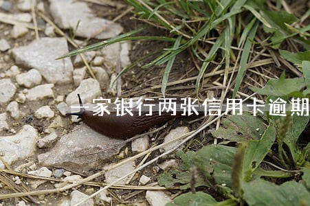 一家银行两张信用卡逾期了 一家银行两张信用卡逾期了