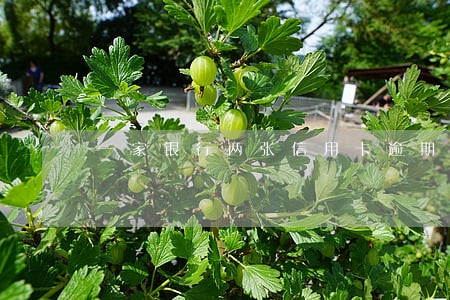 一家银行两张信用卡逾期怎么算