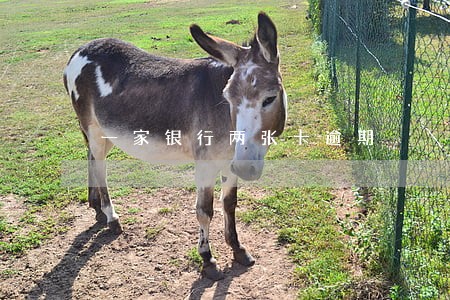 一家银行两张卡逾期 一家银行两张卡逾期