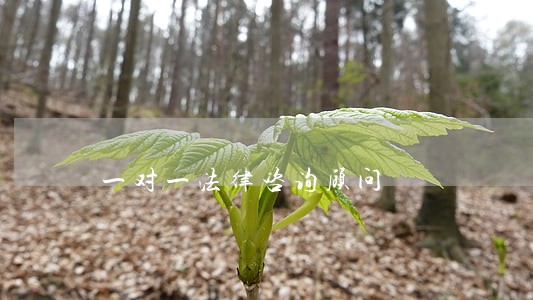 一对一法律咨询顾问 一对一法律咨询顾问