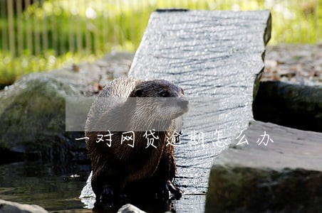 一对网贷逾期怎么办 一对网贷逾期怎么办