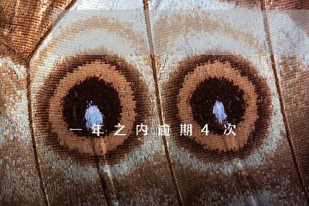 一年之内逾期4次