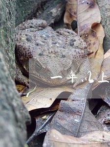 一年以上没有性生活会离婚吗 一年以上没有性生活会离婚吗