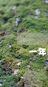 一年内有一个逾期影响贷款 一年内有一个逾期影响贷款