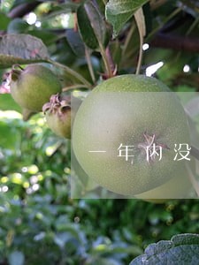 一年内没有逾期可以申请信用卡吗 一年内没有逾期可以申请信用卡吗