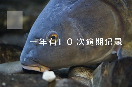一年有10次逾期记录 一年有10次逾期记录