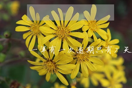 一年有一次逾期只有7天 一年有一次逾期只有7天