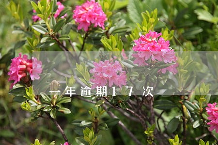 一年逾期17次