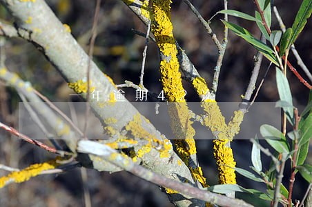 一年逾期42次 一年逾期42次