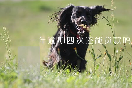 一年逾期四次还能贷款鸣 一年逾期四次还能贷款鸣