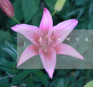 一建法规哪个老师最好 一建法规哪个老师最好