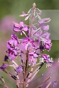 一建法规怎么学比较好 一建法规怎么学比较好