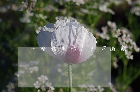一张信用卡10万逾期