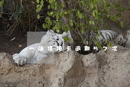 一张信用卡逾期57次