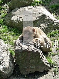 一张信用卡逾期两次 一张信用卡逾期两次