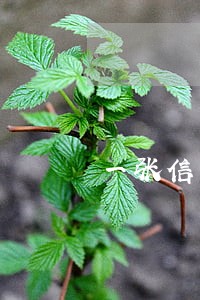一张信用卡逾期对其他的影响 一张信用卡逾期对其他的影响