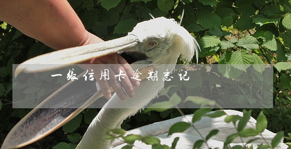 一张信用卡逾期忘记 一张信用卡逾期忘记