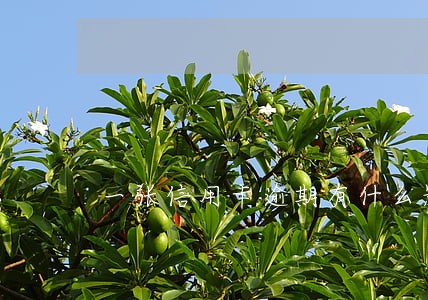 一张信用卡逾期有什么影响