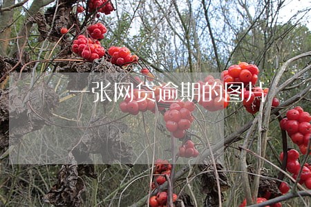 一张网贷逾期的图片 一张网贷逾期的图片
