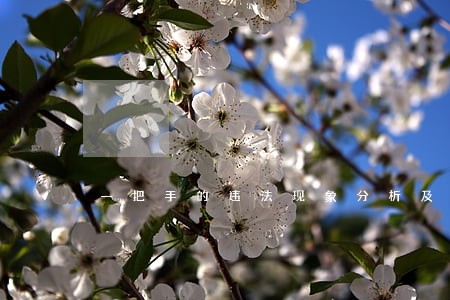 一把手的违法现象分析及对策