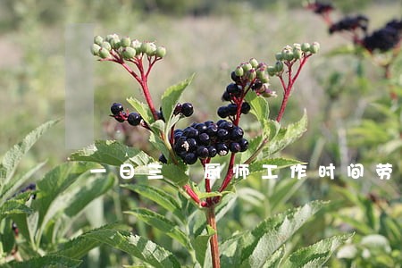 一日三歺厨师工作时间劳动法几点 一日三歺厨师工作时间劳动法几点